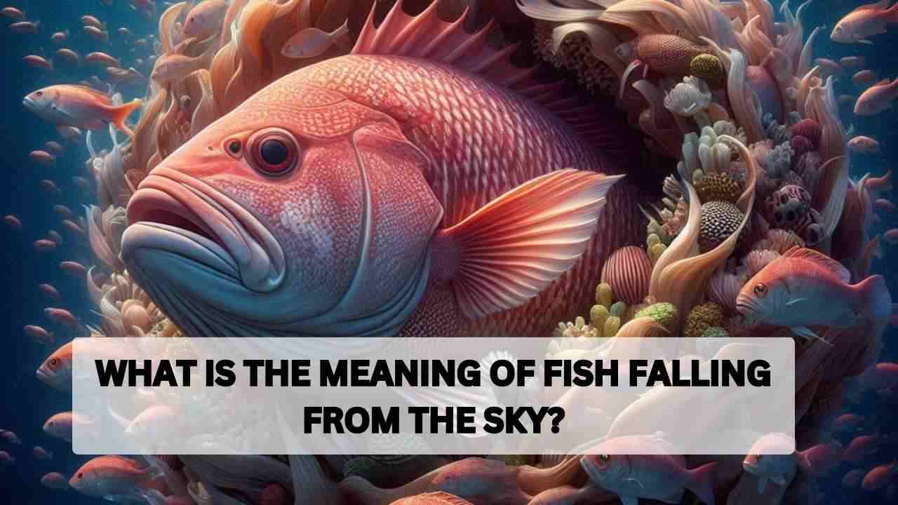 What is the meaning of fish falling from the sky?