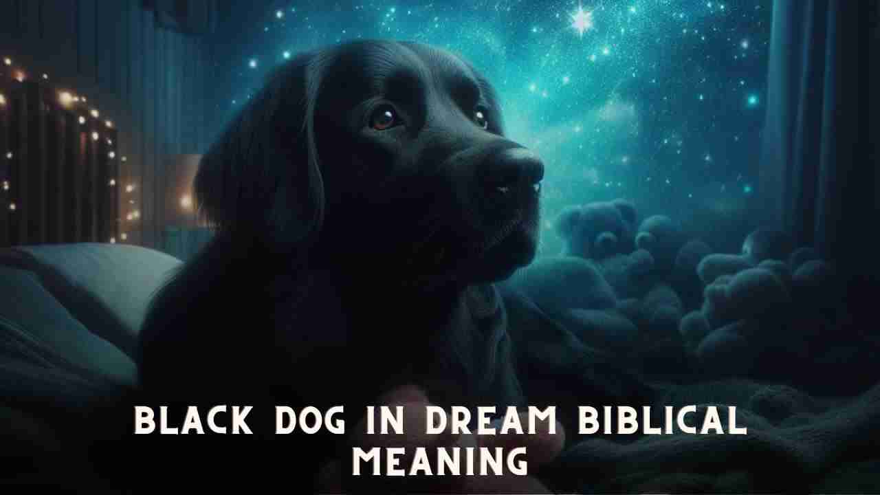 black dog in dream biblical meaning