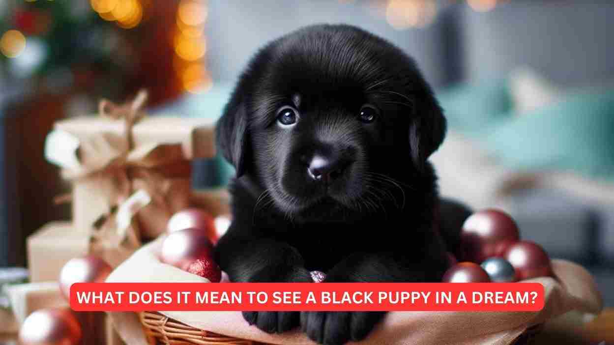 What does it mean to see a black puppy in a dream?