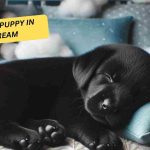 black puppy in dream